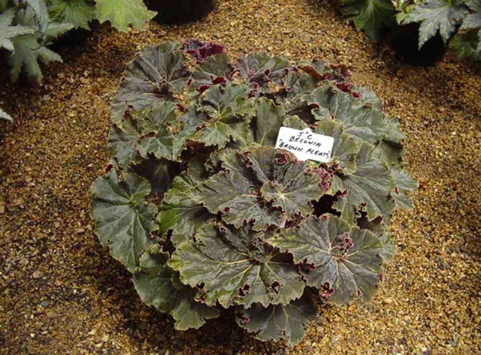B. ‘Brown Pleats’